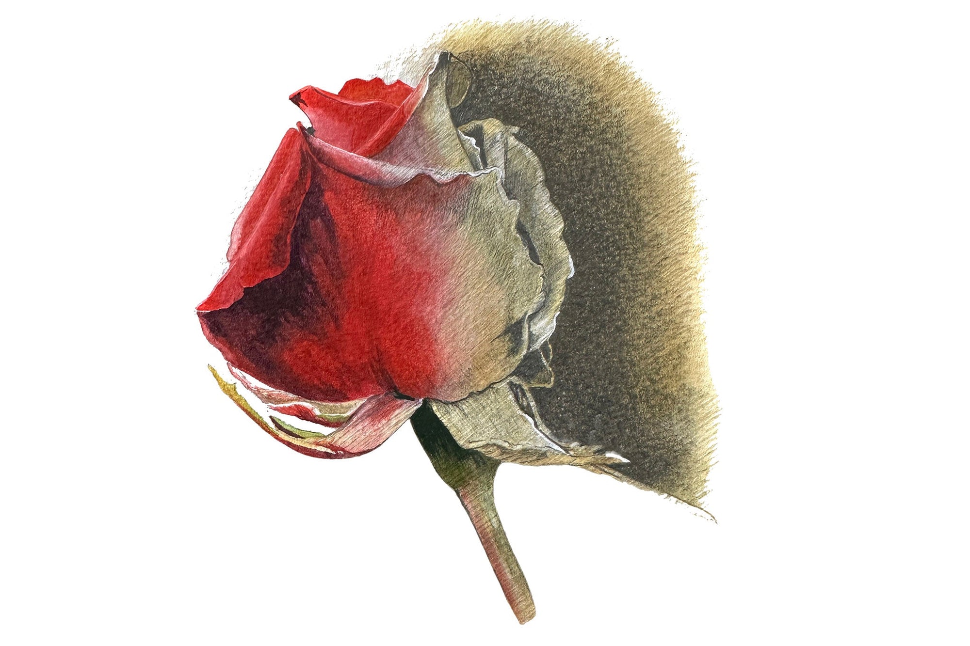 Black, White & Red Rose Illustration