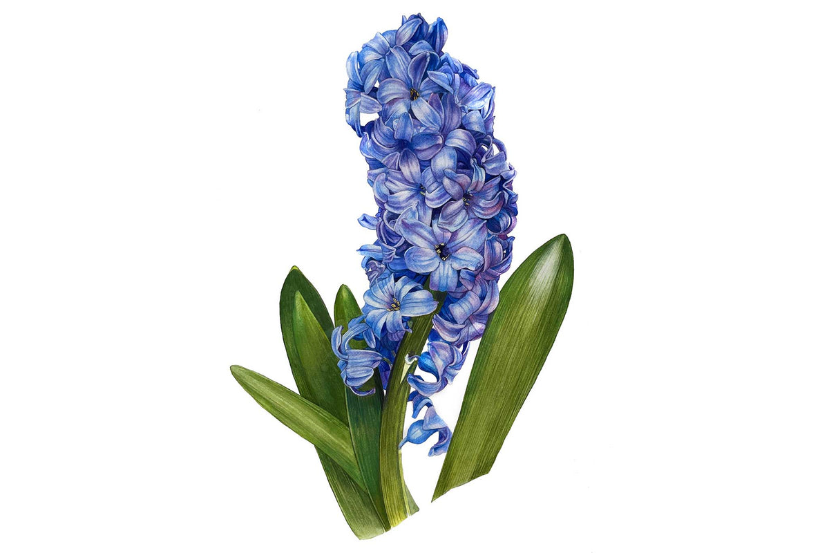 Open Blue Hyacinth - Preview