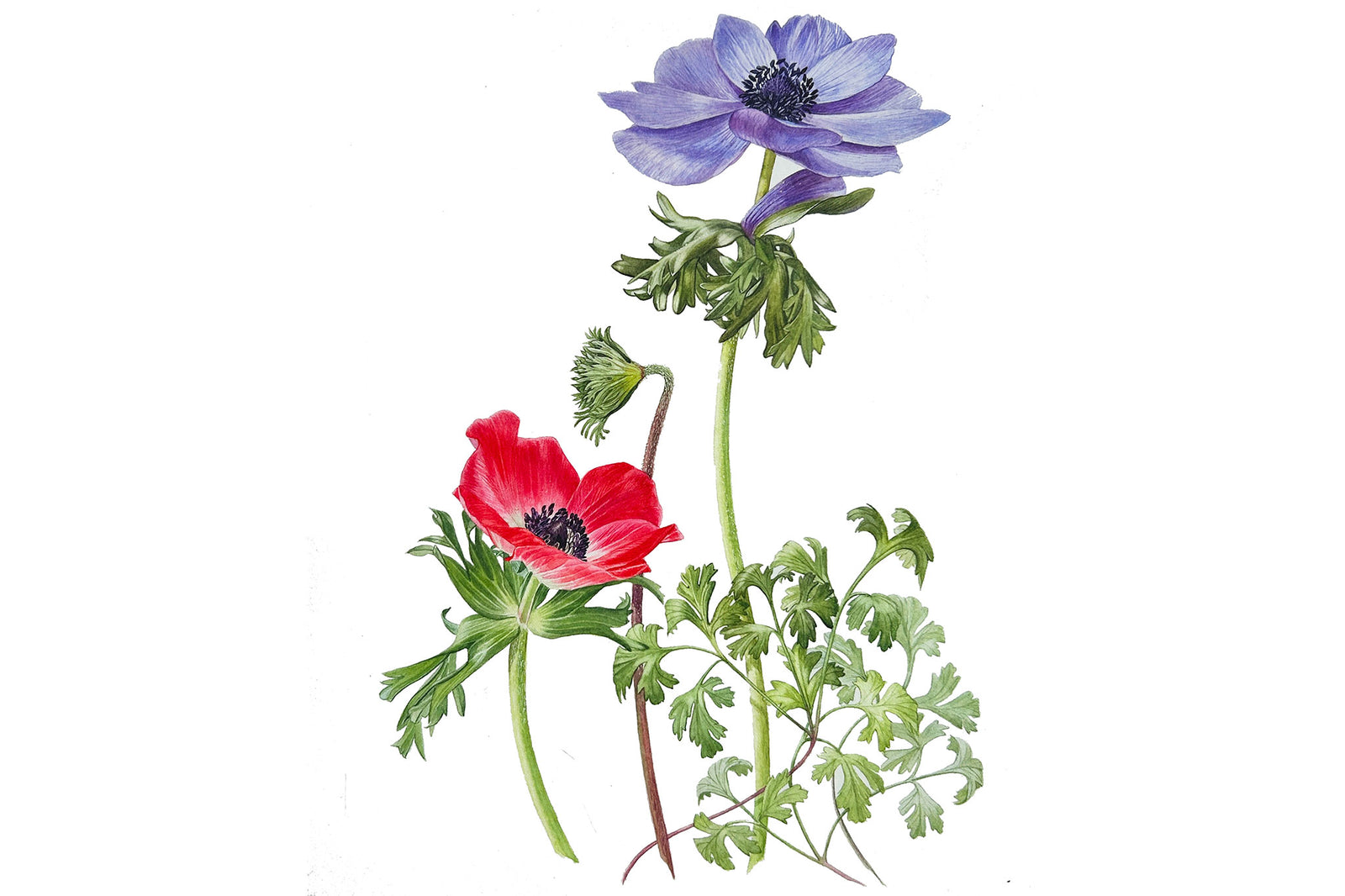 Anemone Composition with Leaves & Bud