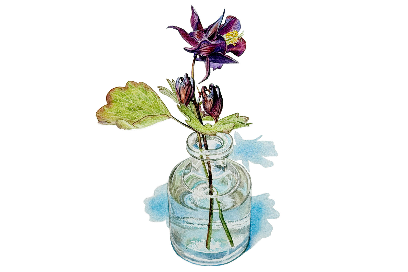 Aquilegia in a Bottle