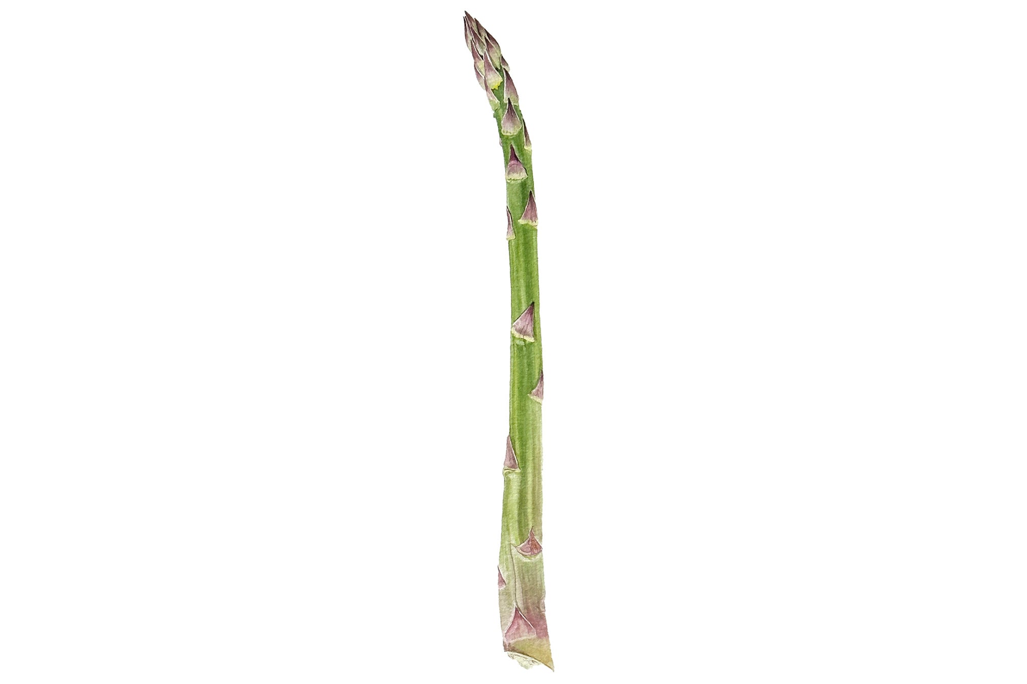 Asparagus