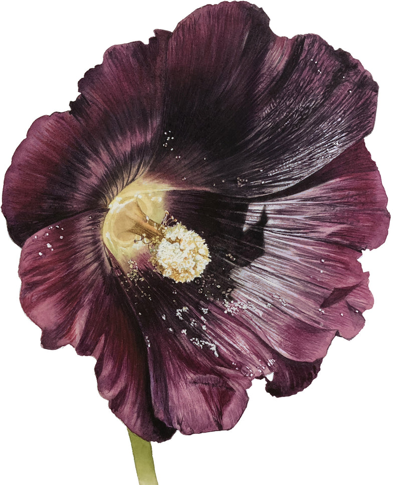 Billy Showell's A-Z Of Flower Portraits : Showell, Billy - View #4