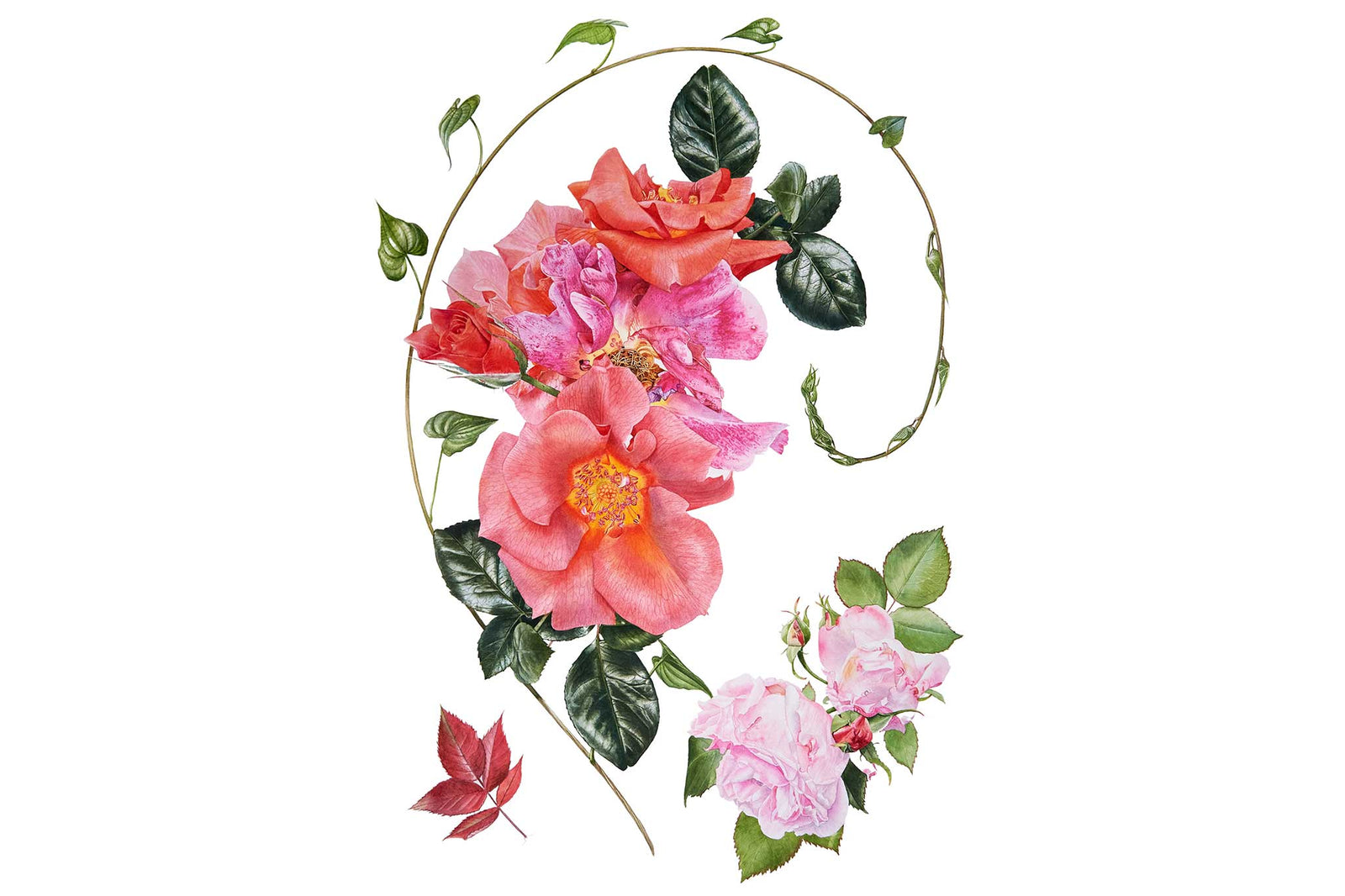 Black Bryony and Juvenile Rose Leaves