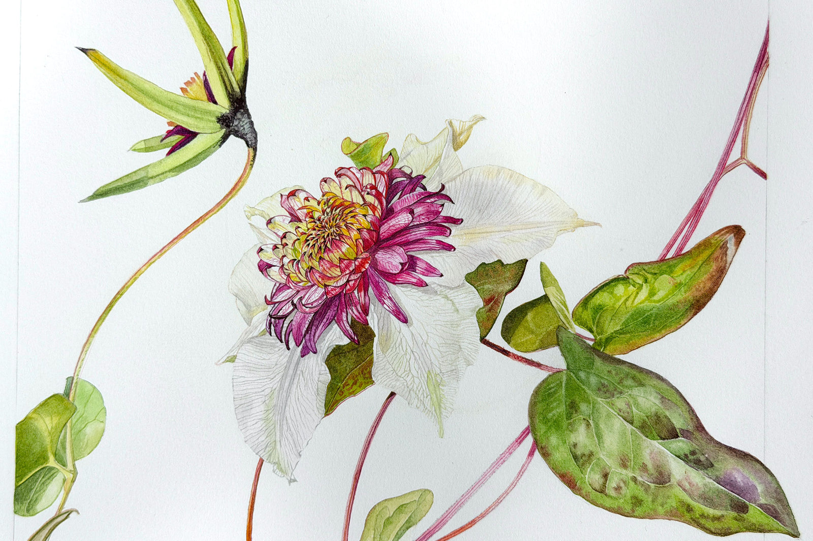 Clematis Viennetta