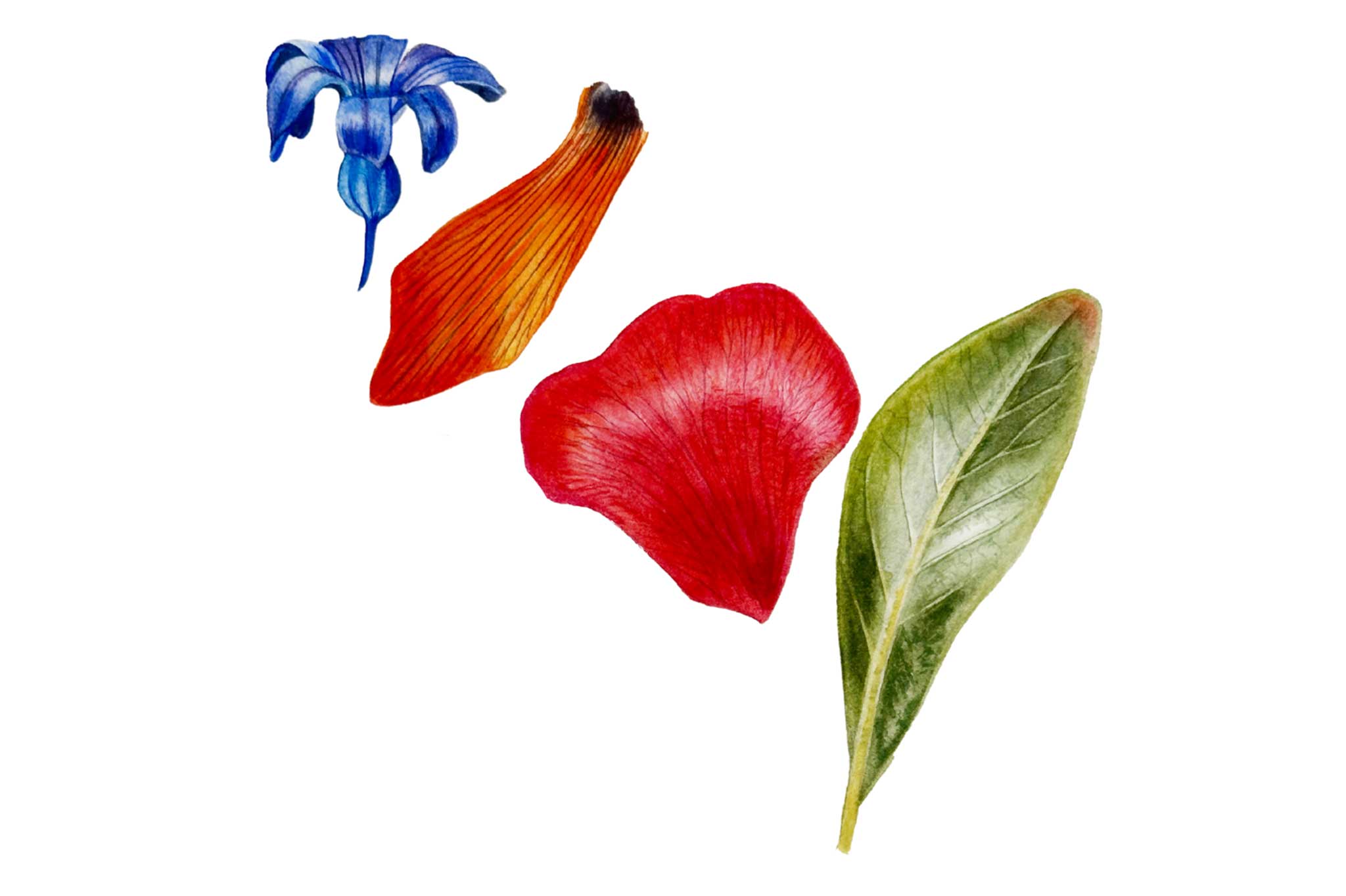 Complimentary Colours : Part 1 - Preview - Billy Showell School of Art