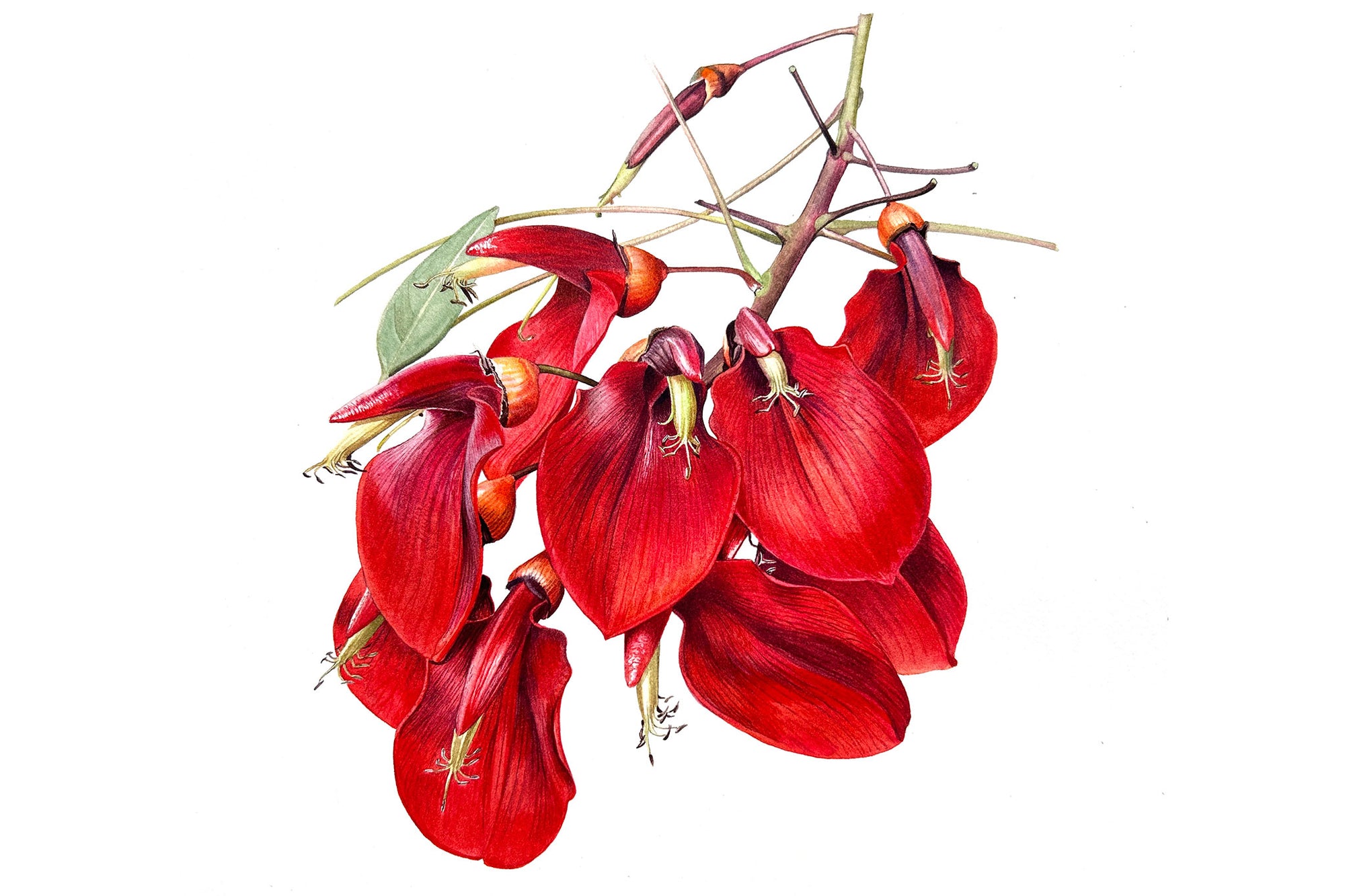 Coral Tree