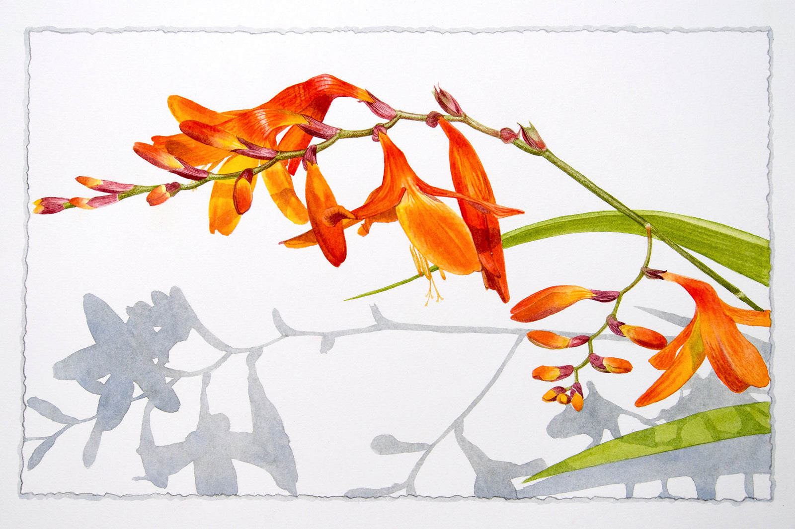 Crocosmia with Shadow