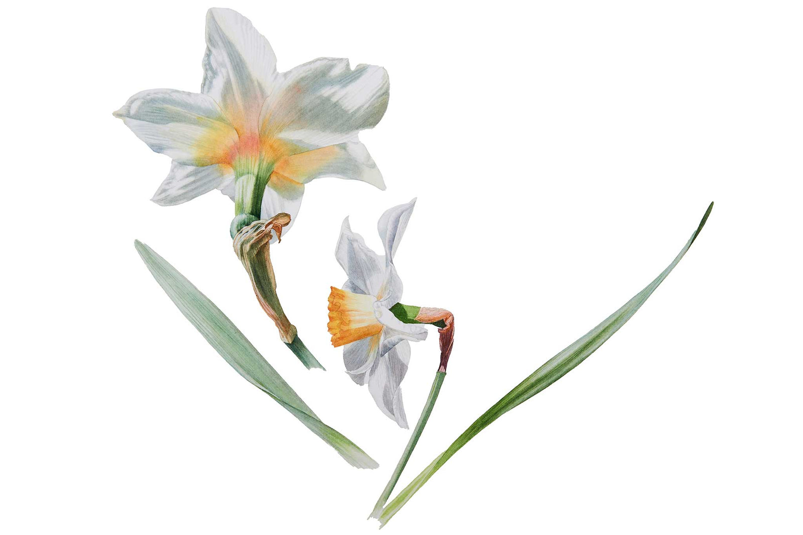 Daffodil Leaves & Foreshortening