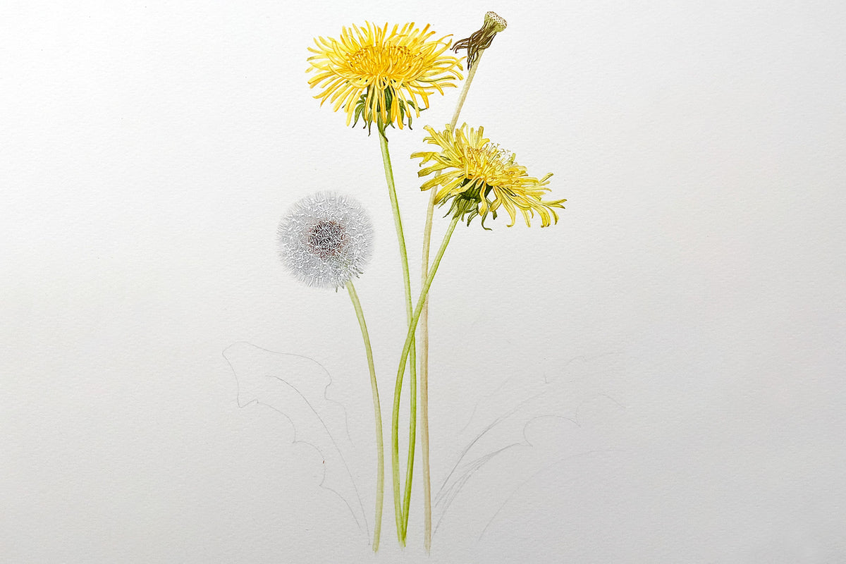Dandelion Flower