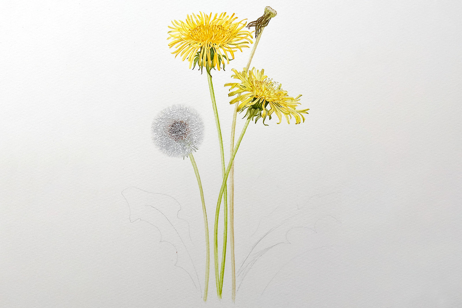 Dandelion Flower