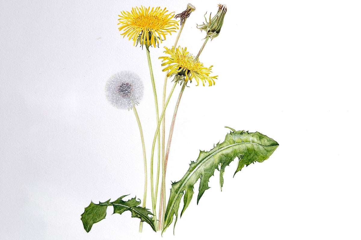 Dandelion Leaves & Seed Buds