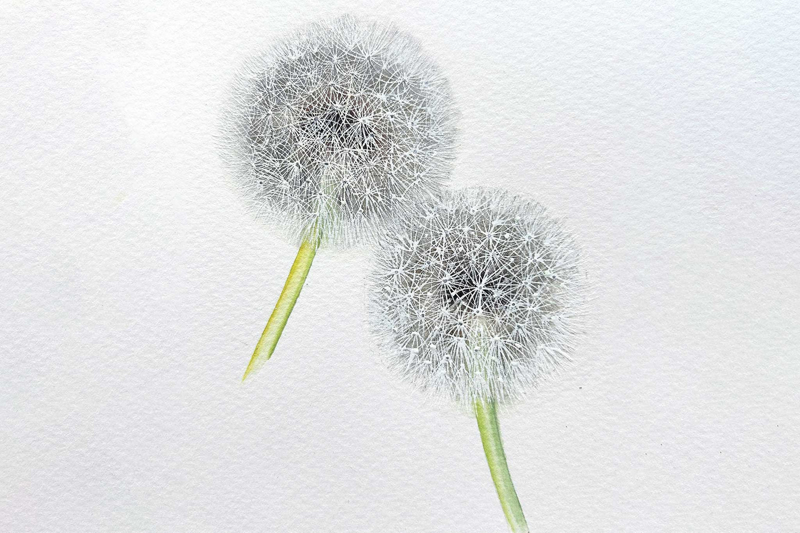 Dandelion Seed Head
