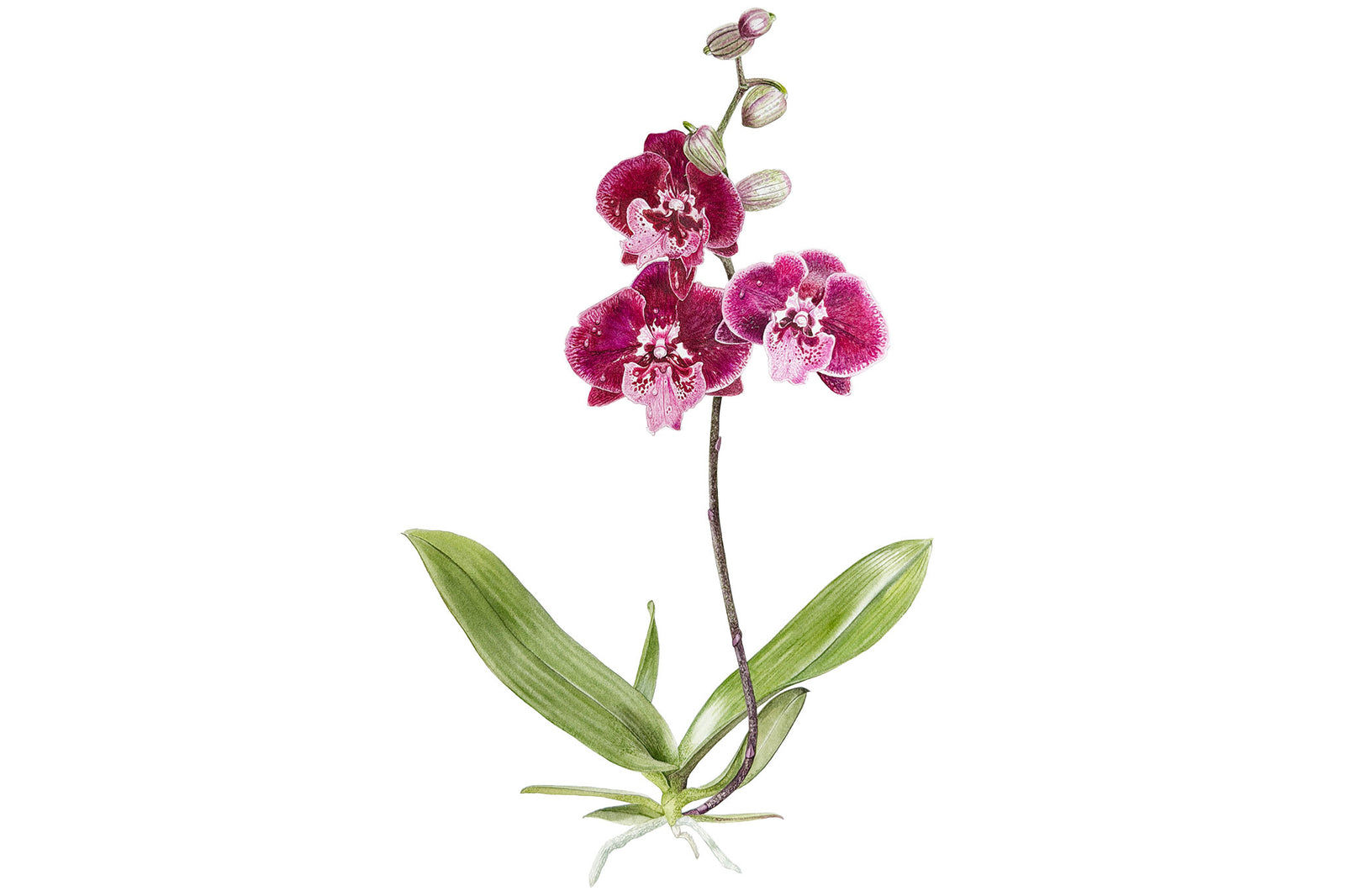 Deep Pink Spotted Orchid