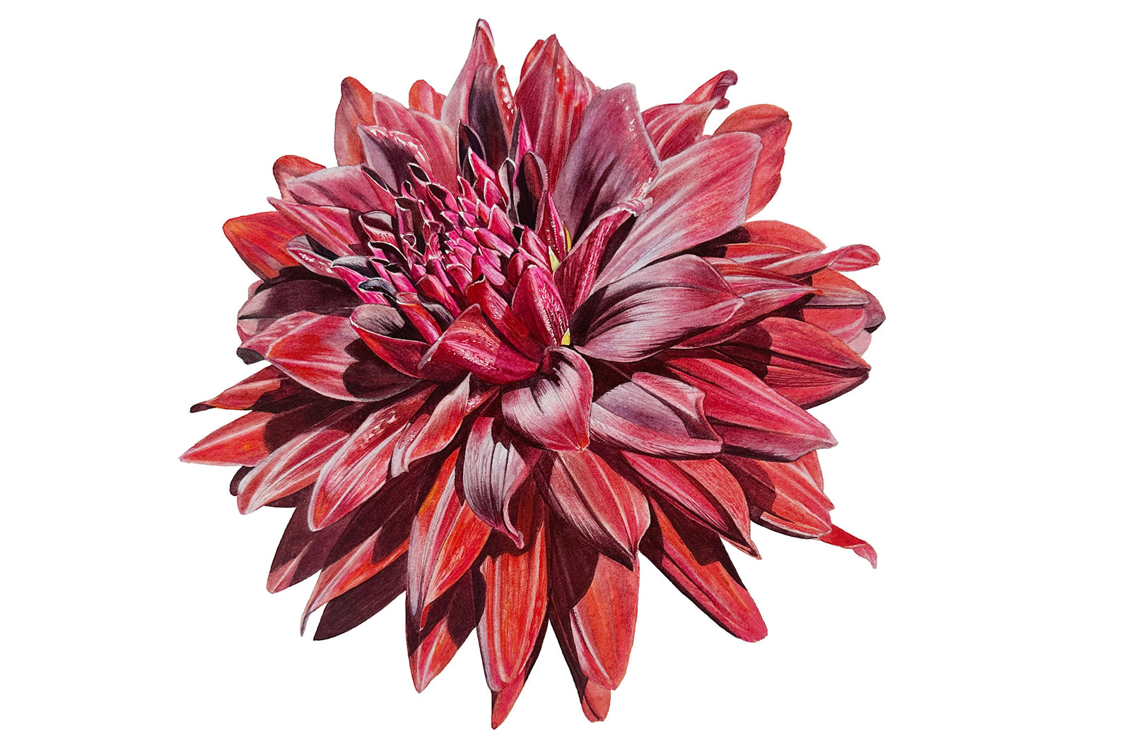 Deep Red Dahlia