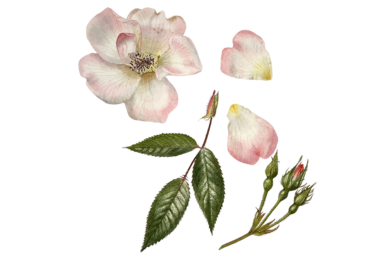 Dog Rose - Leaves & Buds