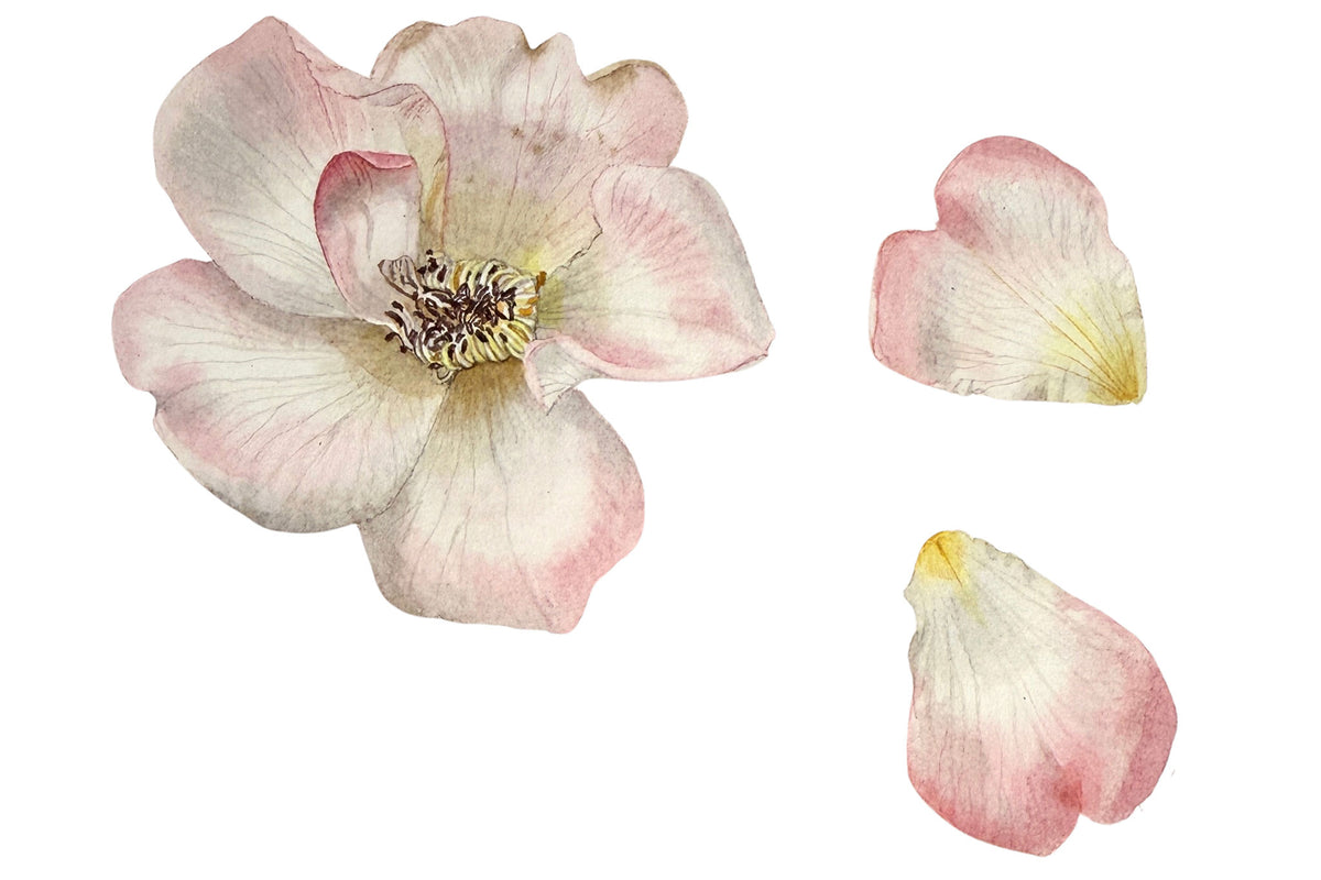 Dog Rose & Petals