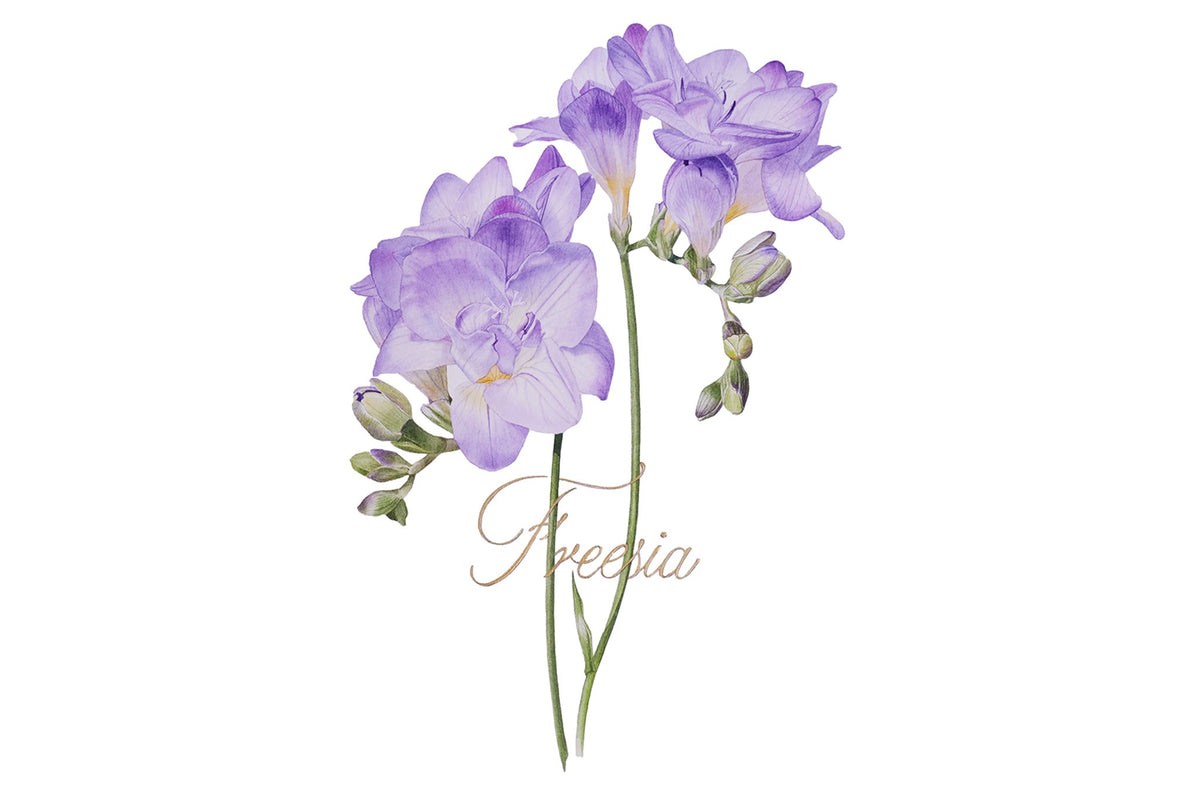 Lilac Freesias