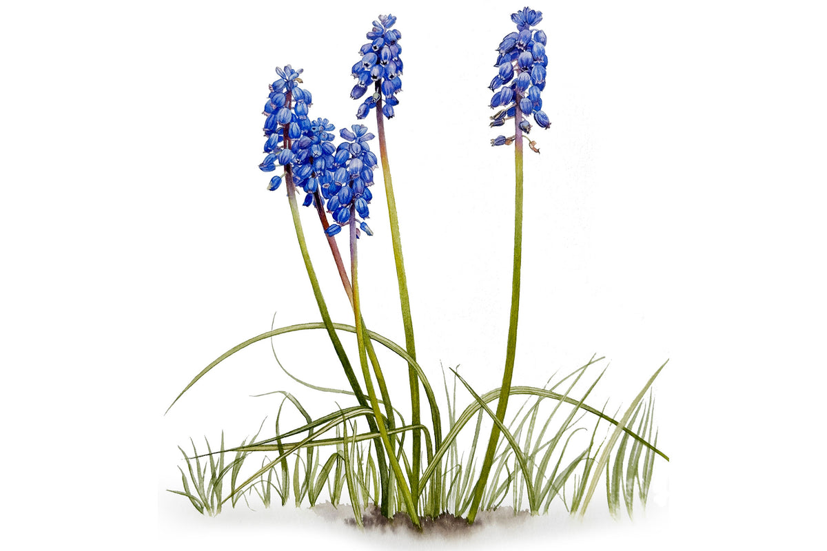 Grape Hyacinth