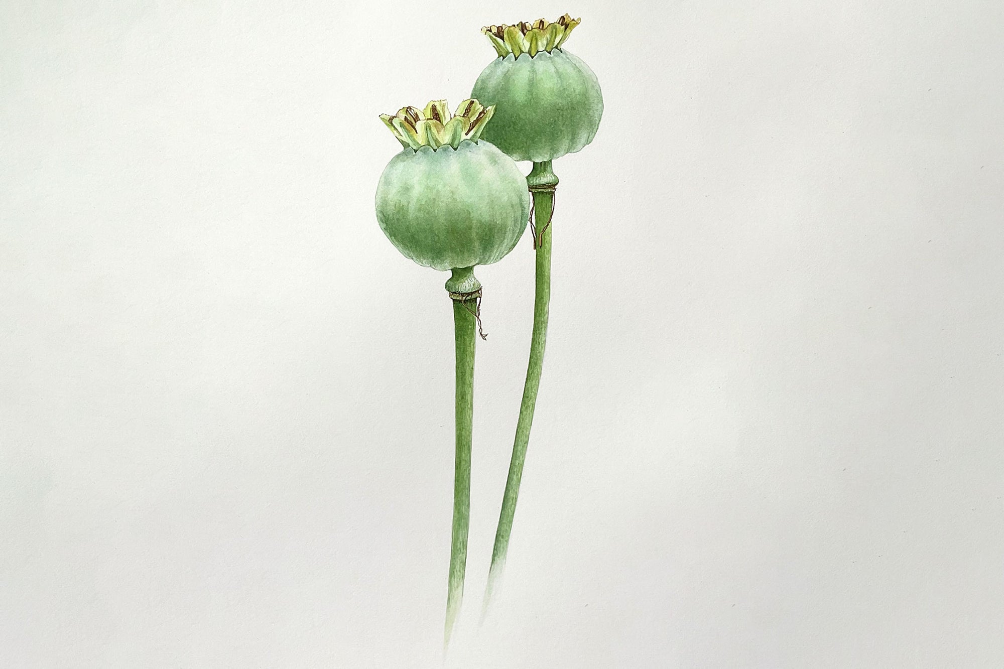 Green Poppy Seed Heads