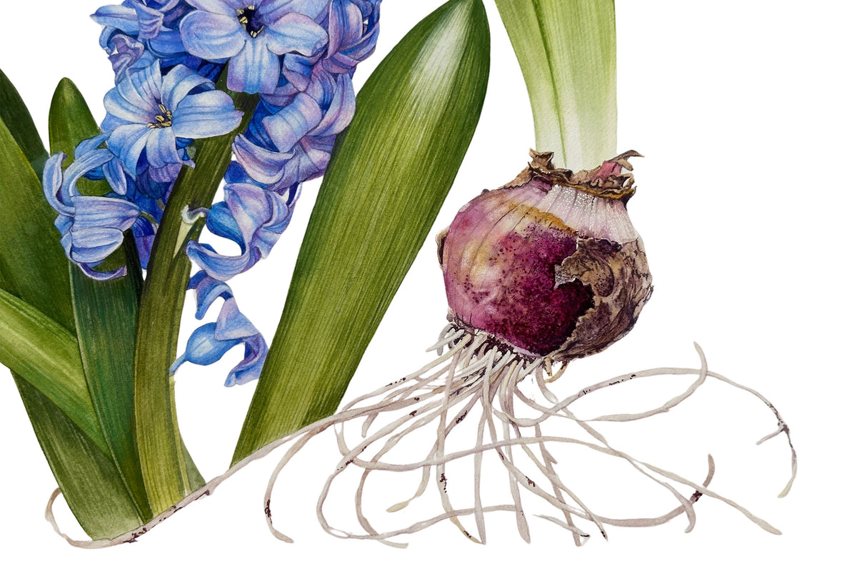 Hyacinth Bulb &amp; Roots