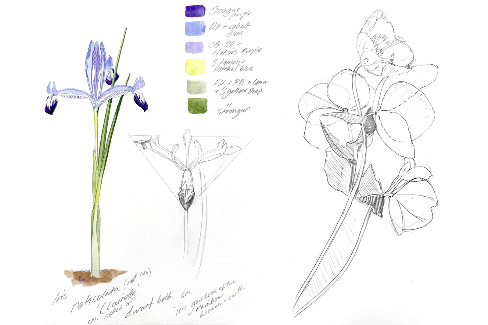 Iris Reticulata & Hellebore Drawing