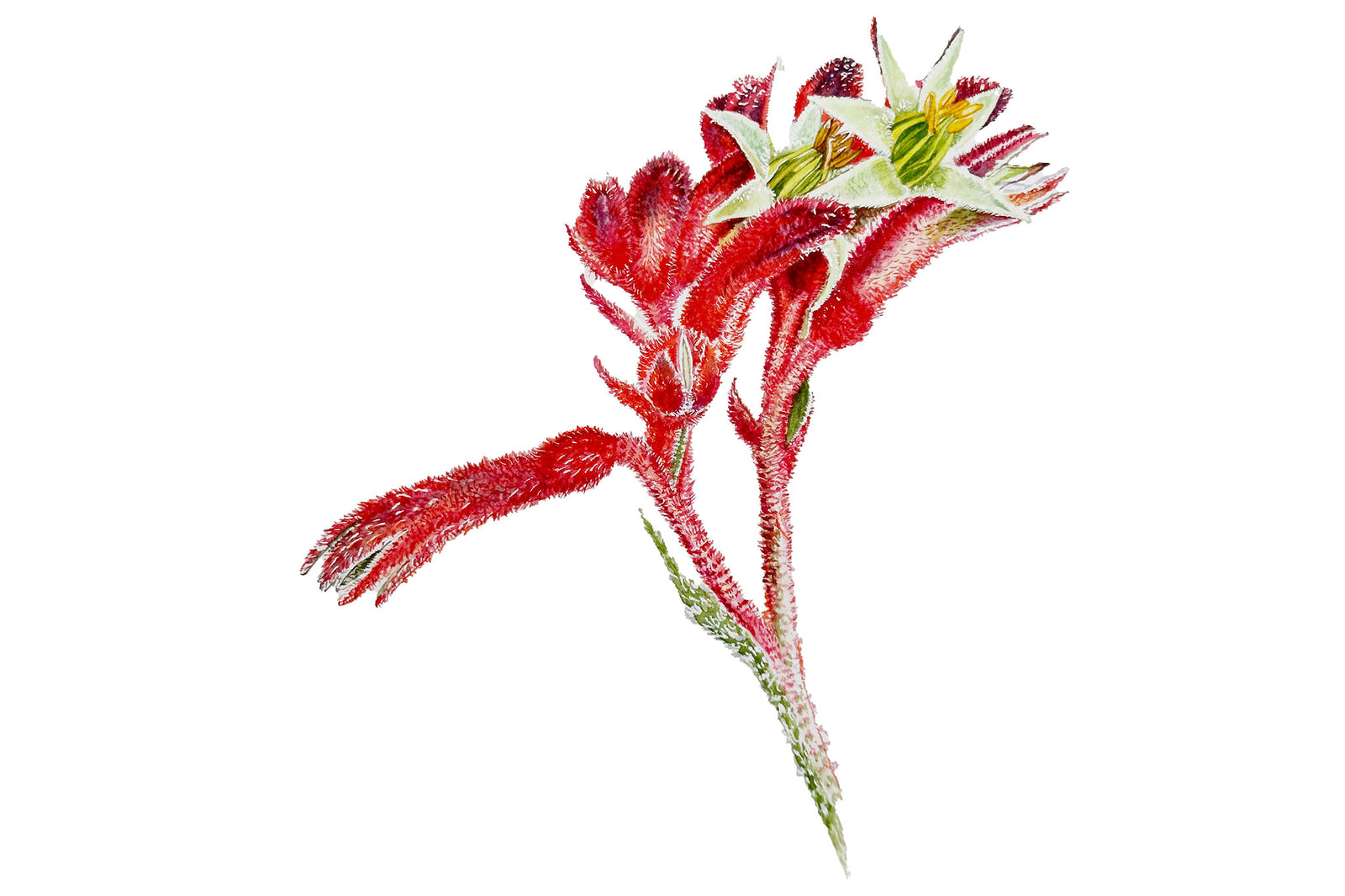 Kangaroo Paw