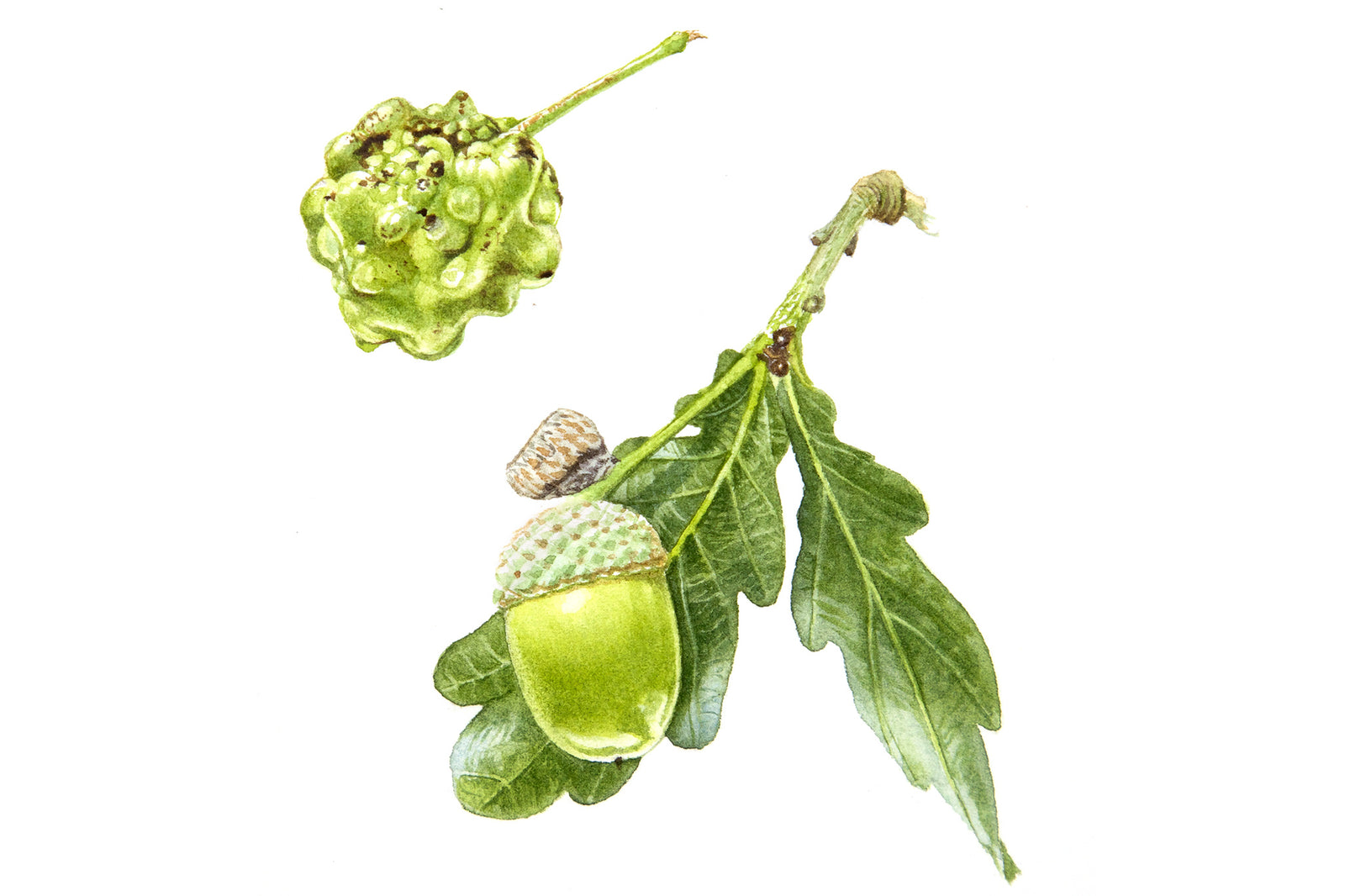 Knopper Gall, Acorn & Oak Leaves