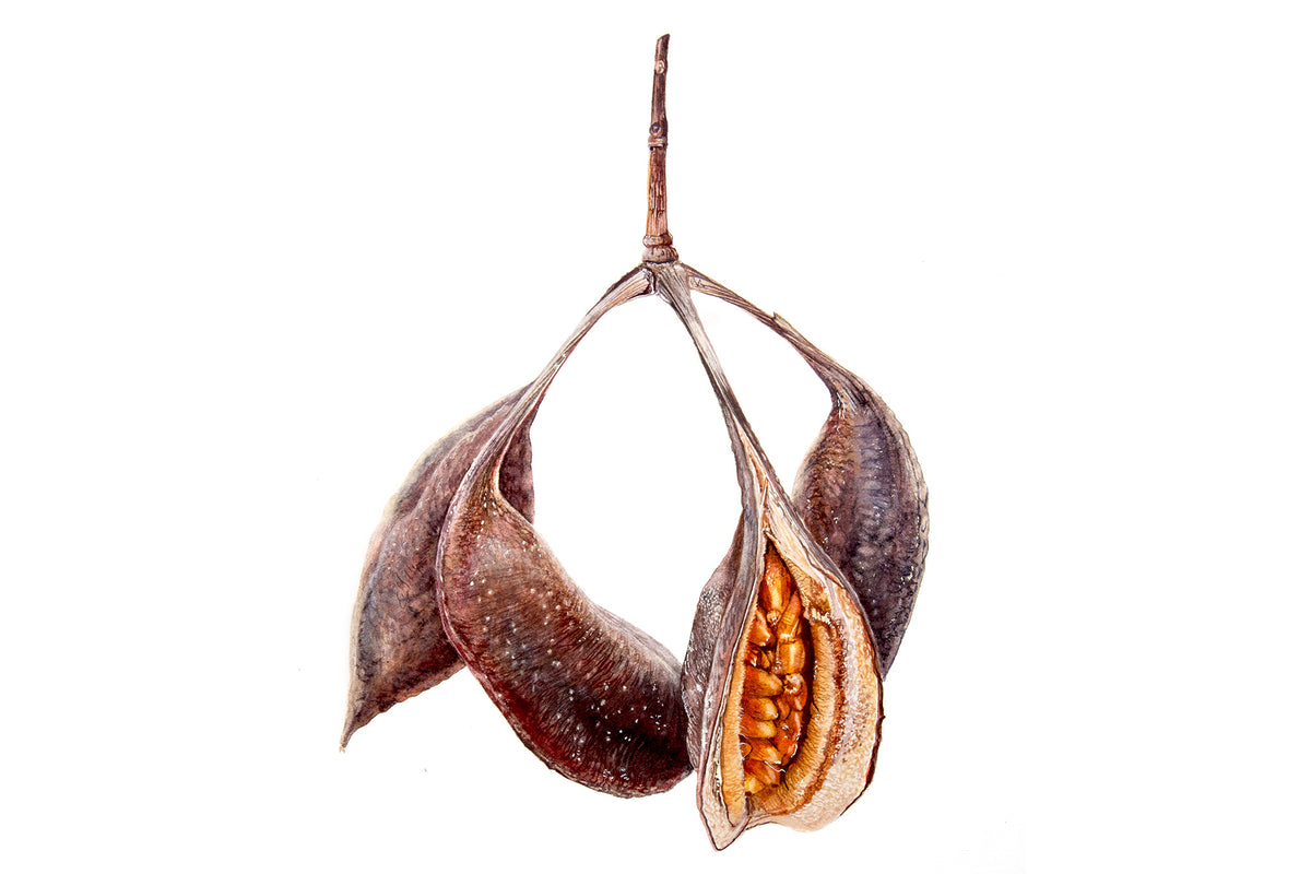 Kurrajong Seedpod