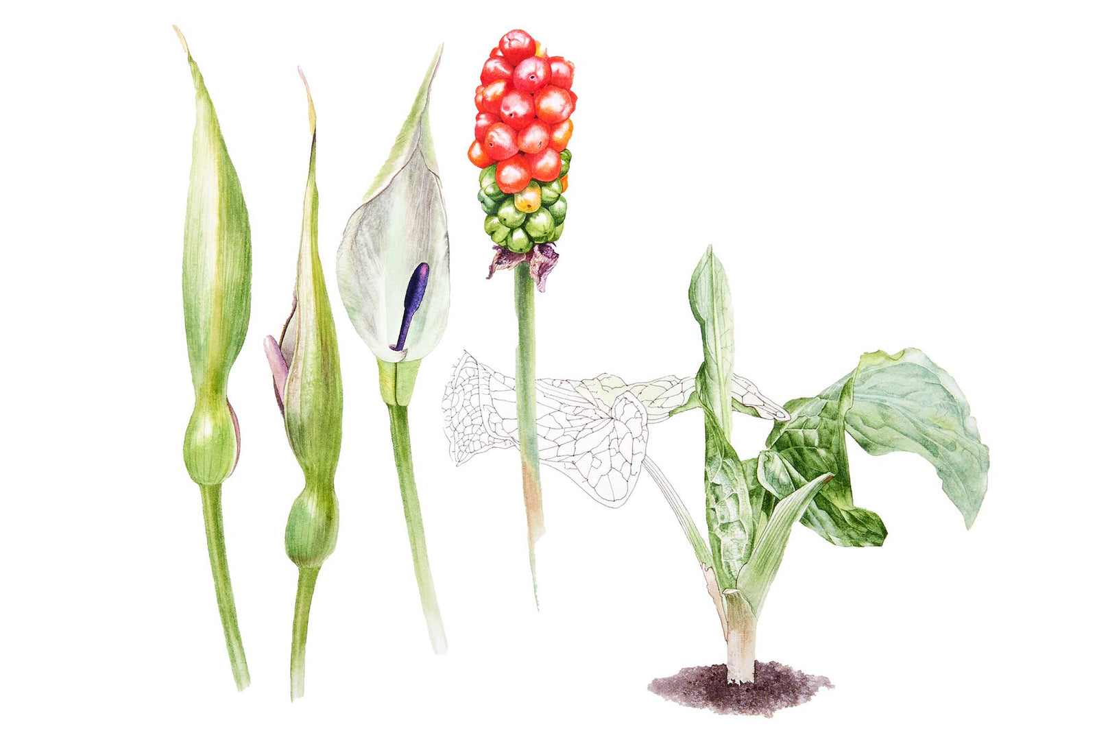 Lords & Ladies Leaves (arum maculatum)