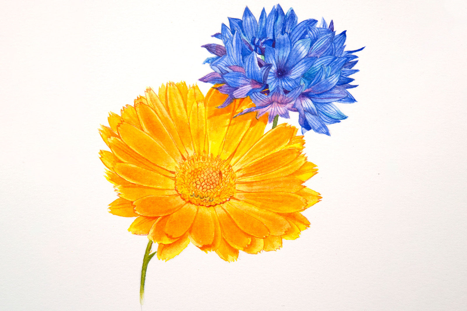 Marigold and Cornflower