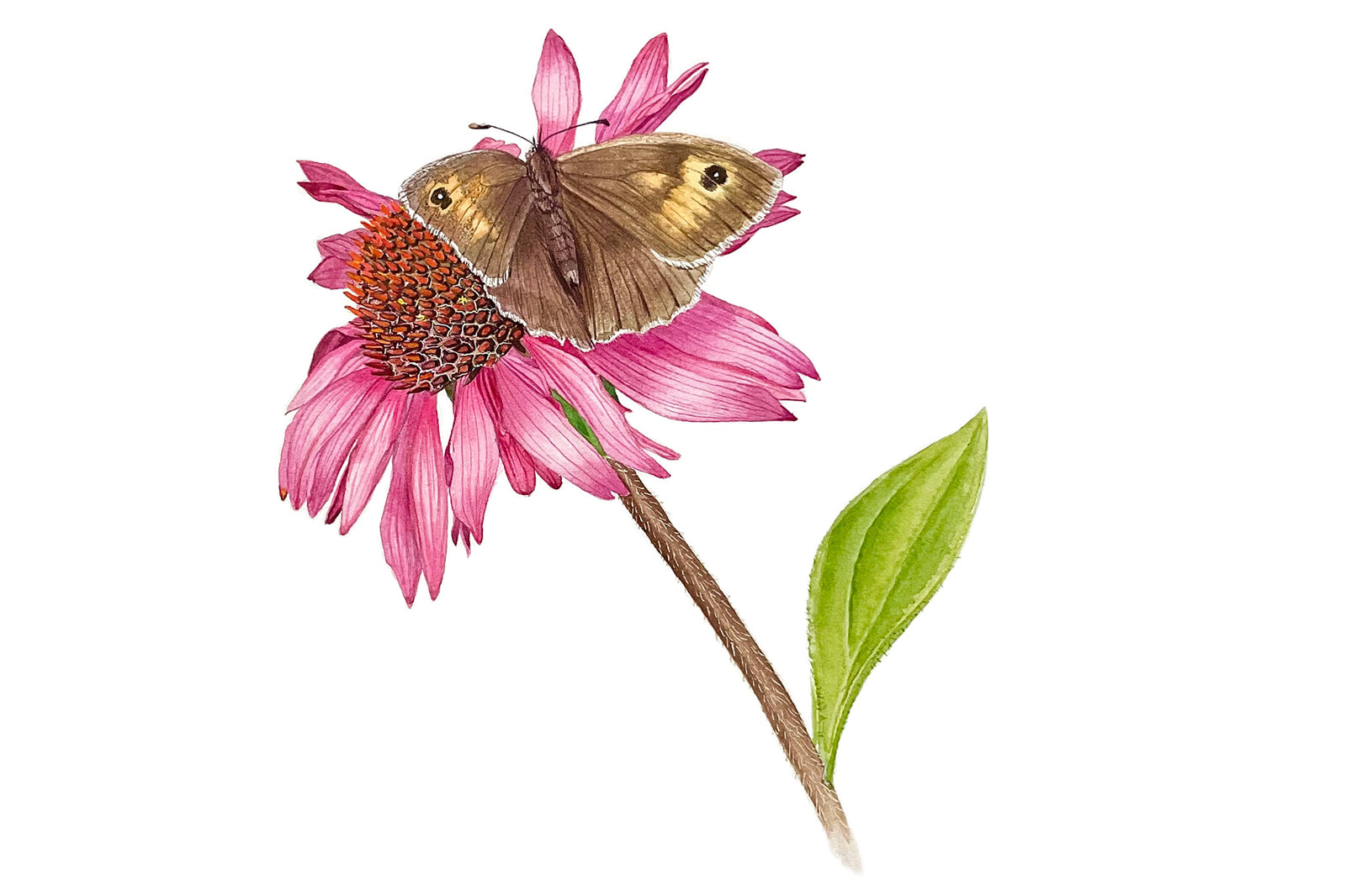 Meadow Brown Butterfly and Echinacea