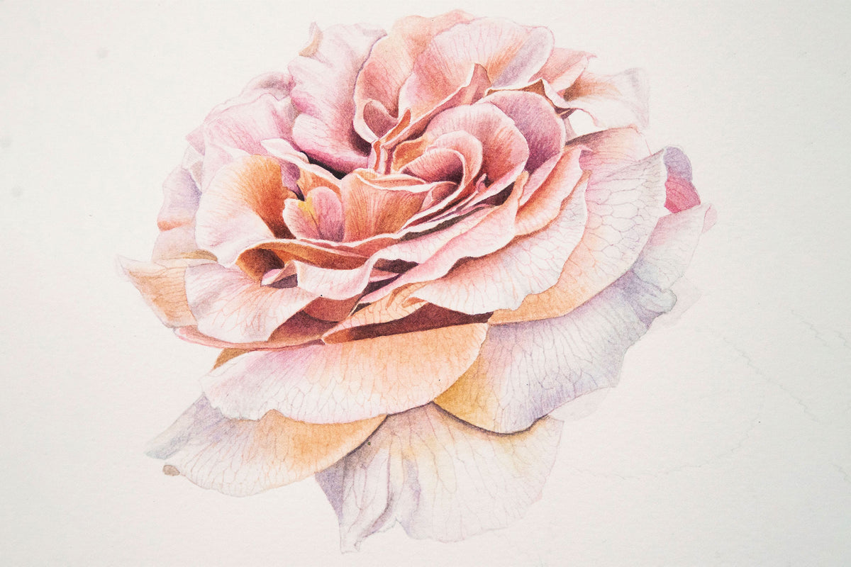 Mocha Rose