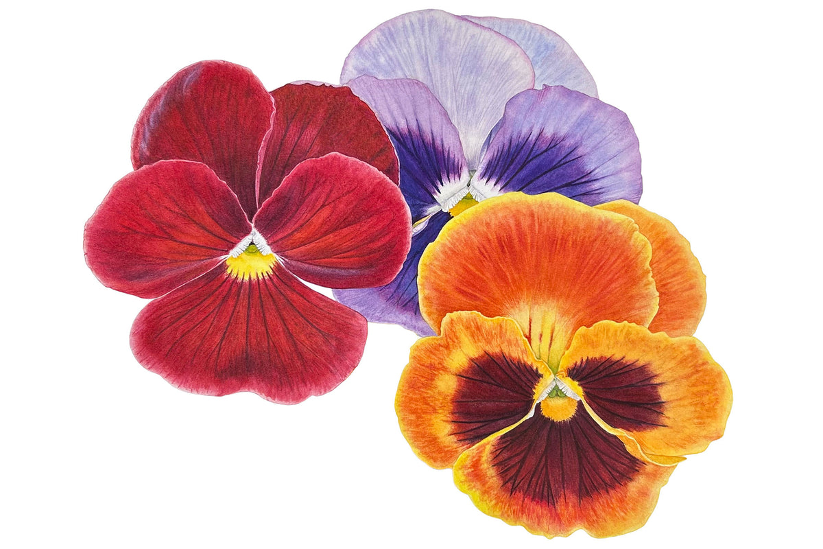 Pansies