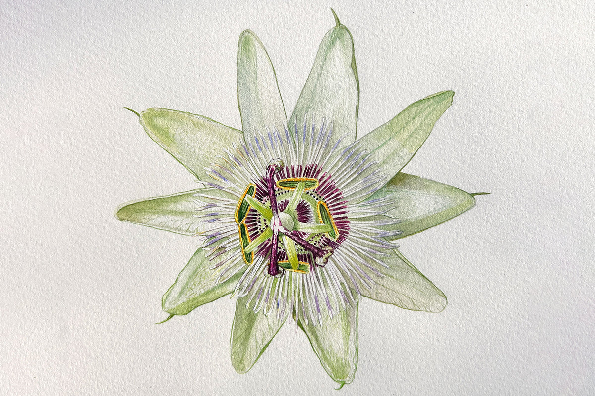 Passion Flower