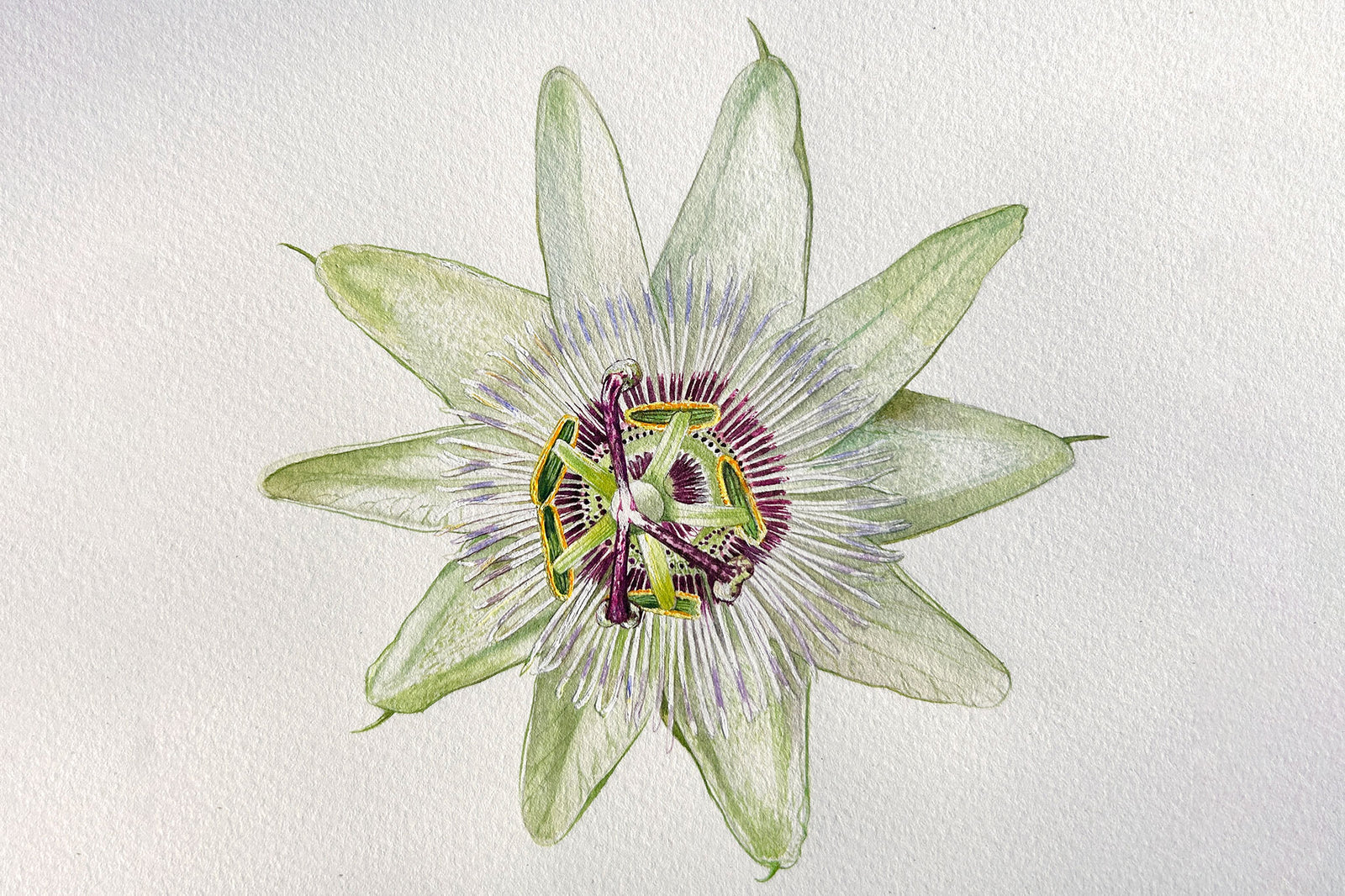 Passion Flower