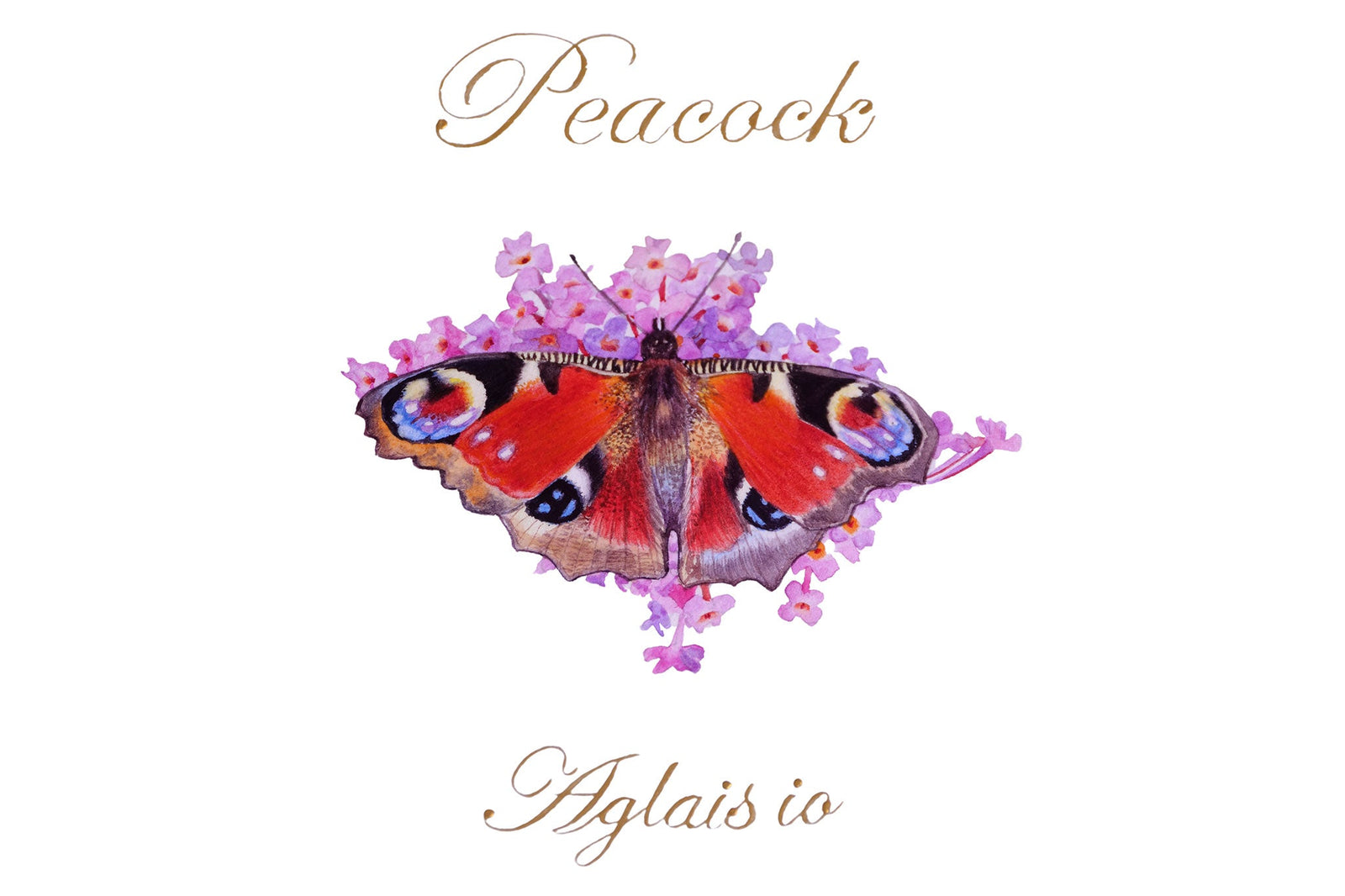 Peacock Butterfly &  Buddleia davidii 'Pink Delight’