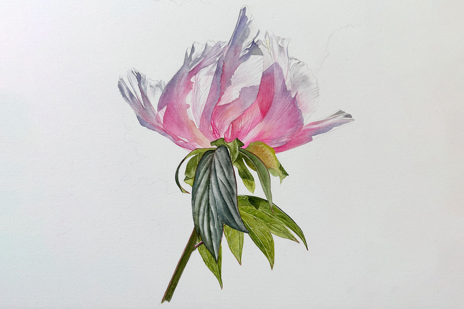 Pink Tree Peony Part 1