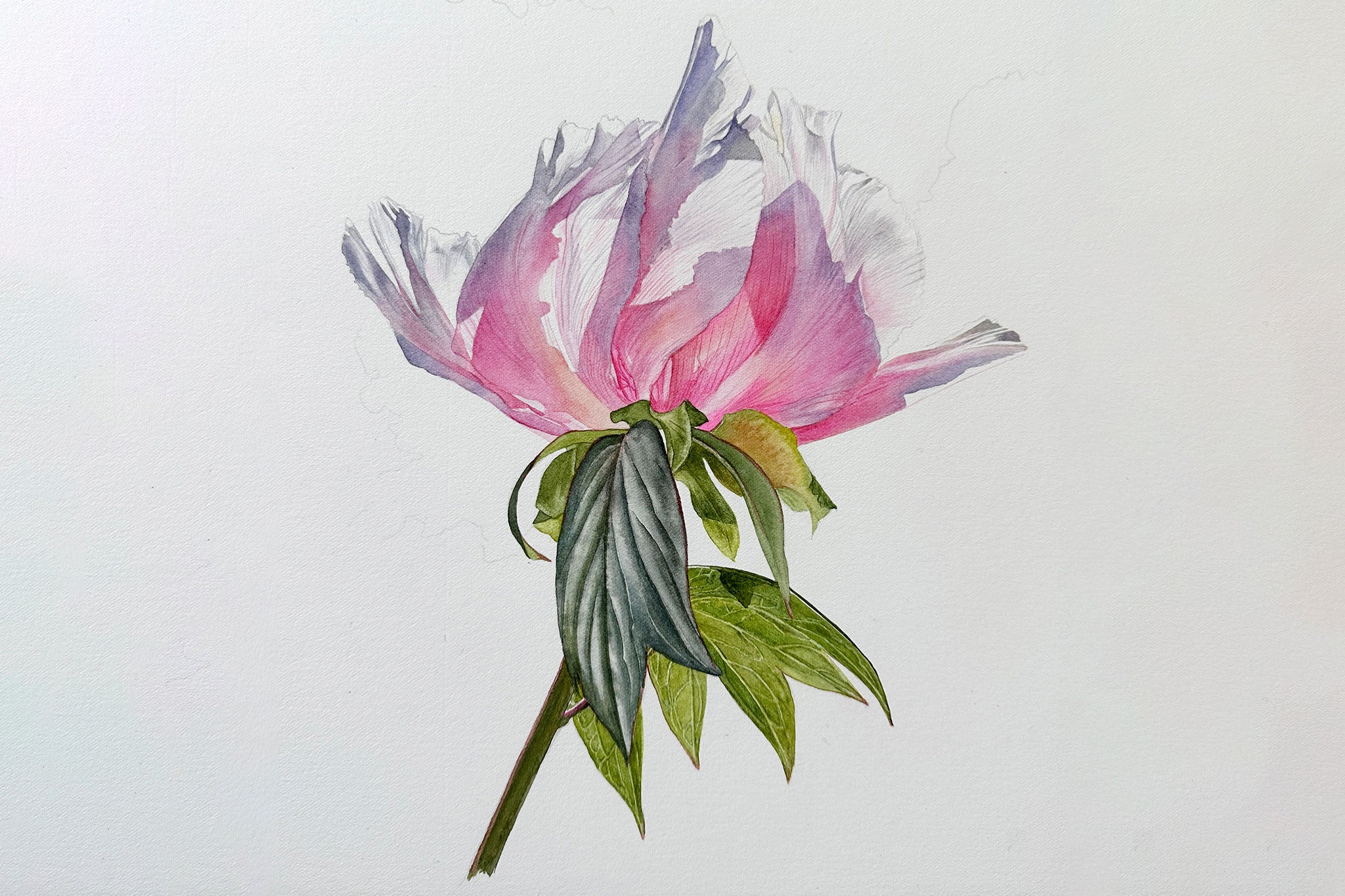 pink-tree-peony-part-1-preview-billy-showell-school-of-art