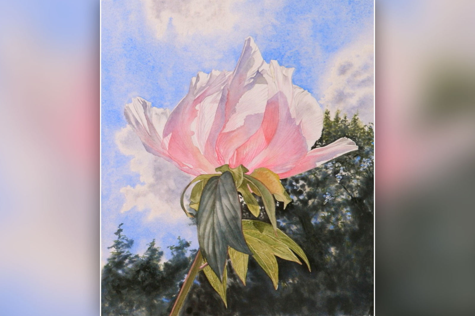 Pink Tree Peony Part 2
