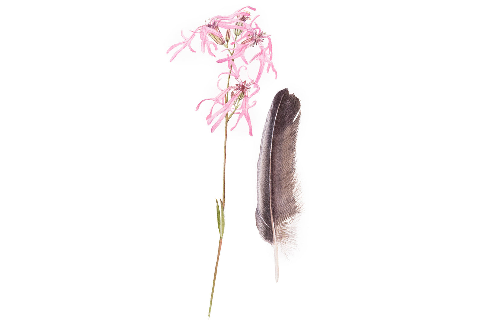 Ragged Robin & Jay Feather