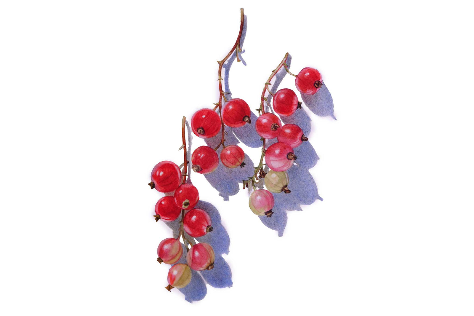 Redcurrants