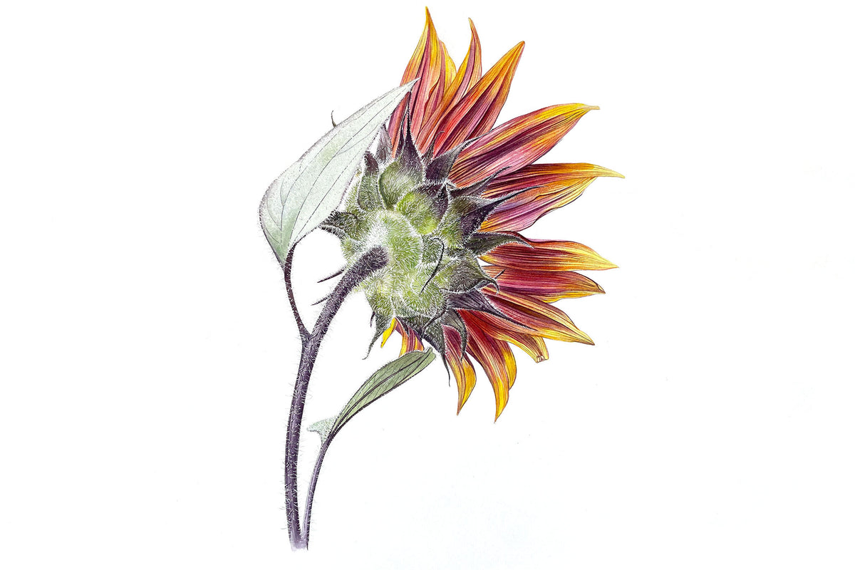 Underneath a Red Sunflower