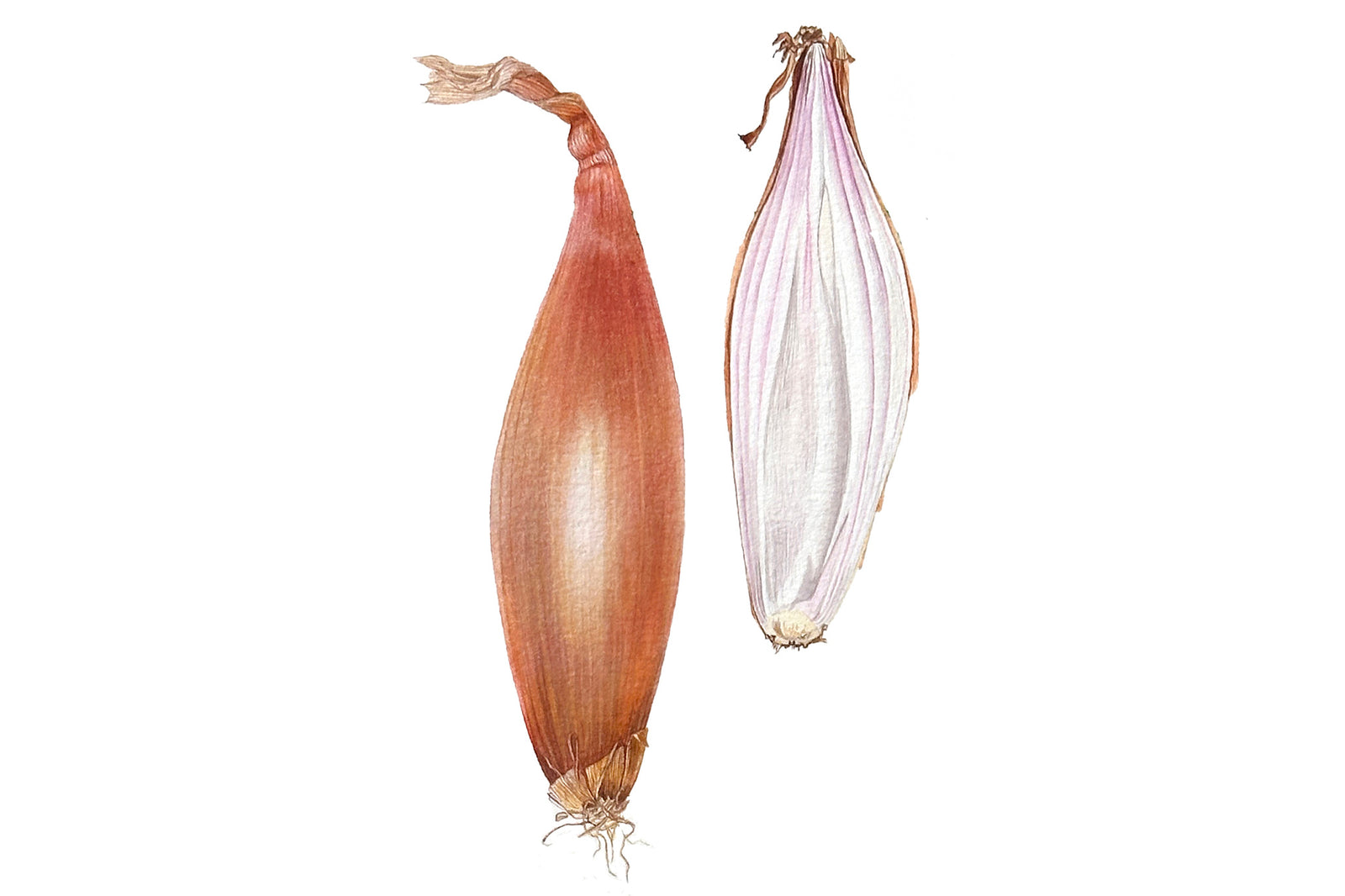 Shallot - Cross Section