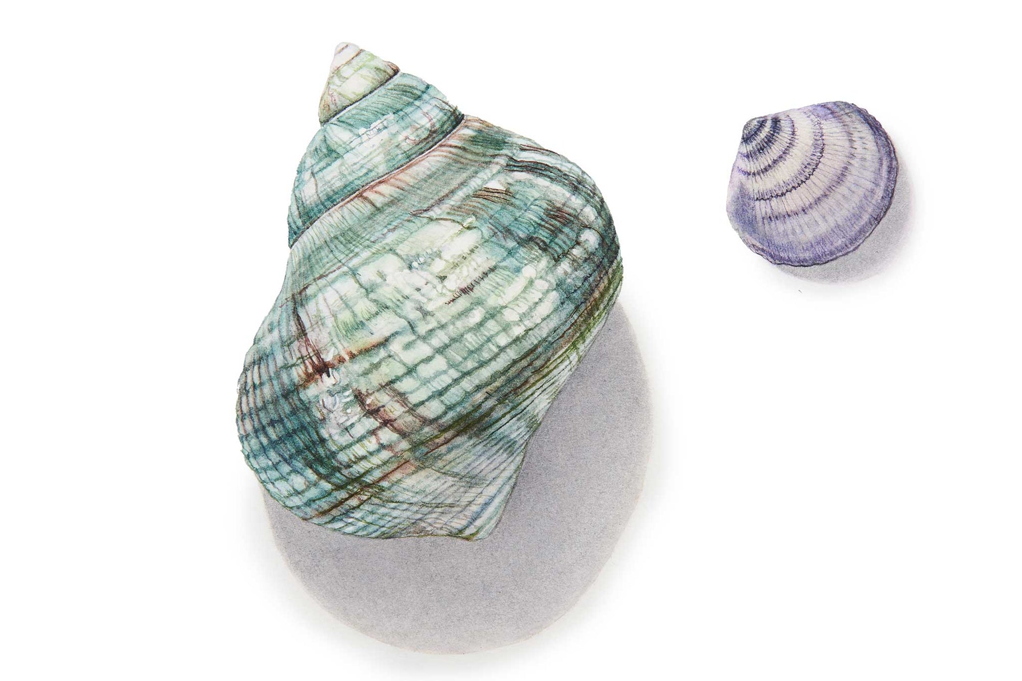 Green Sea Snail Shell & Extra Small Shell