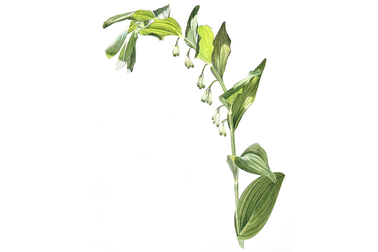 Solomon's Seal