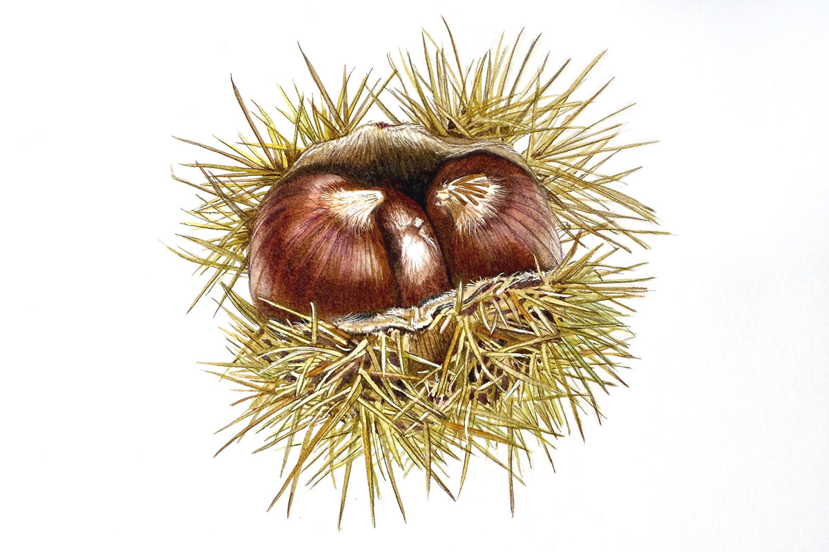 Sweet Chestnut