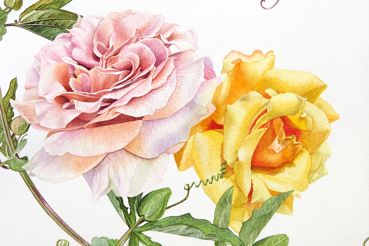 Tangerine Rose