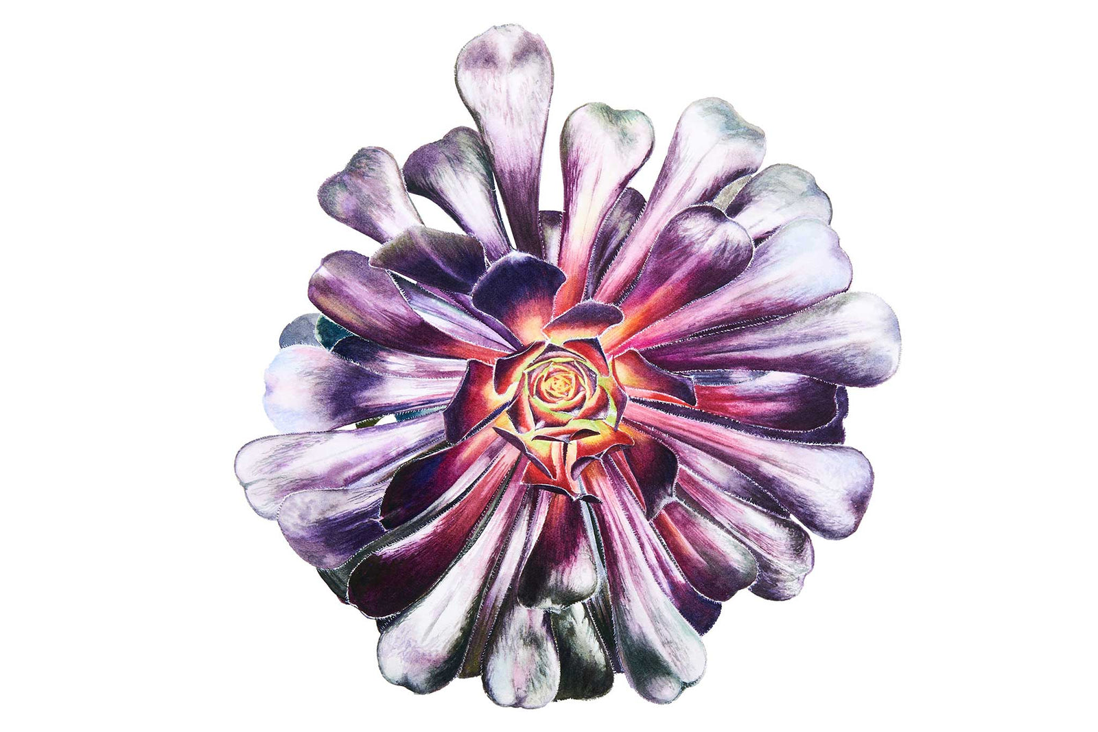 Tree Leek Aeonium-Schwarzkopf