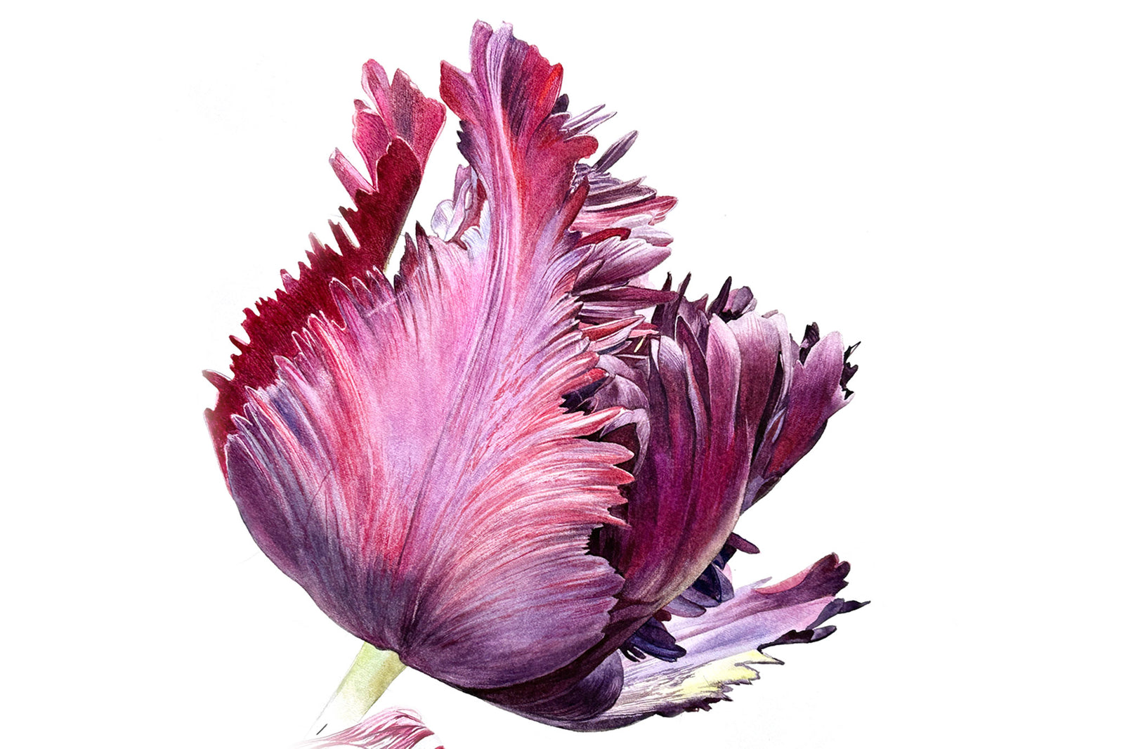 Tulip Circle Part One - Black Parrot Tulip