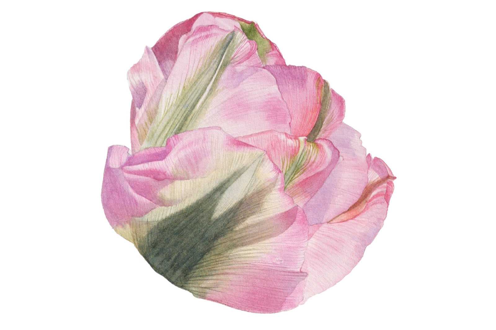 Tulip Circle Part Three - Pink Parrot Tulip